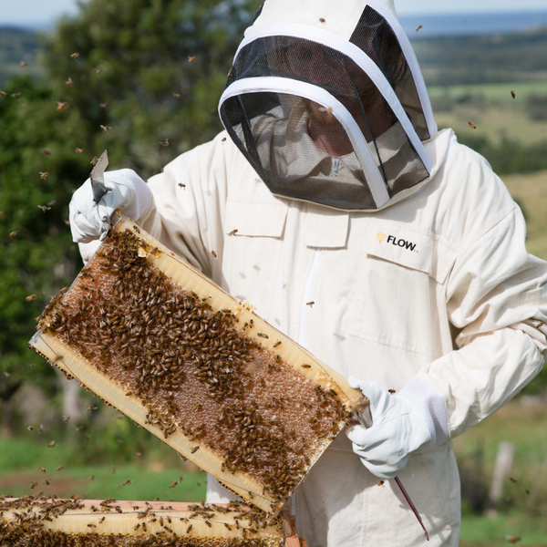 Where to Get Honey Bees: Buying Bees vs. Catching Your Own