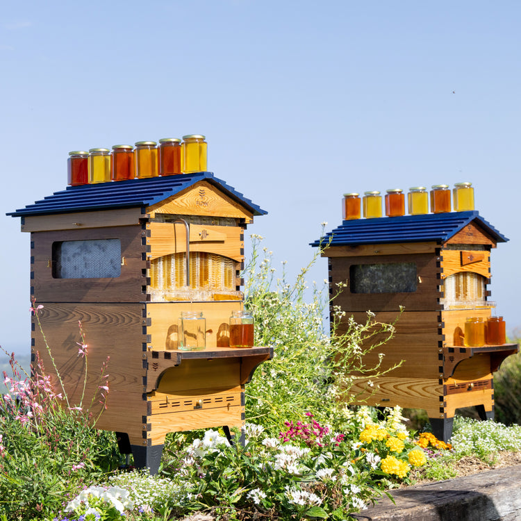 Black Friday Beekeeper Bundle