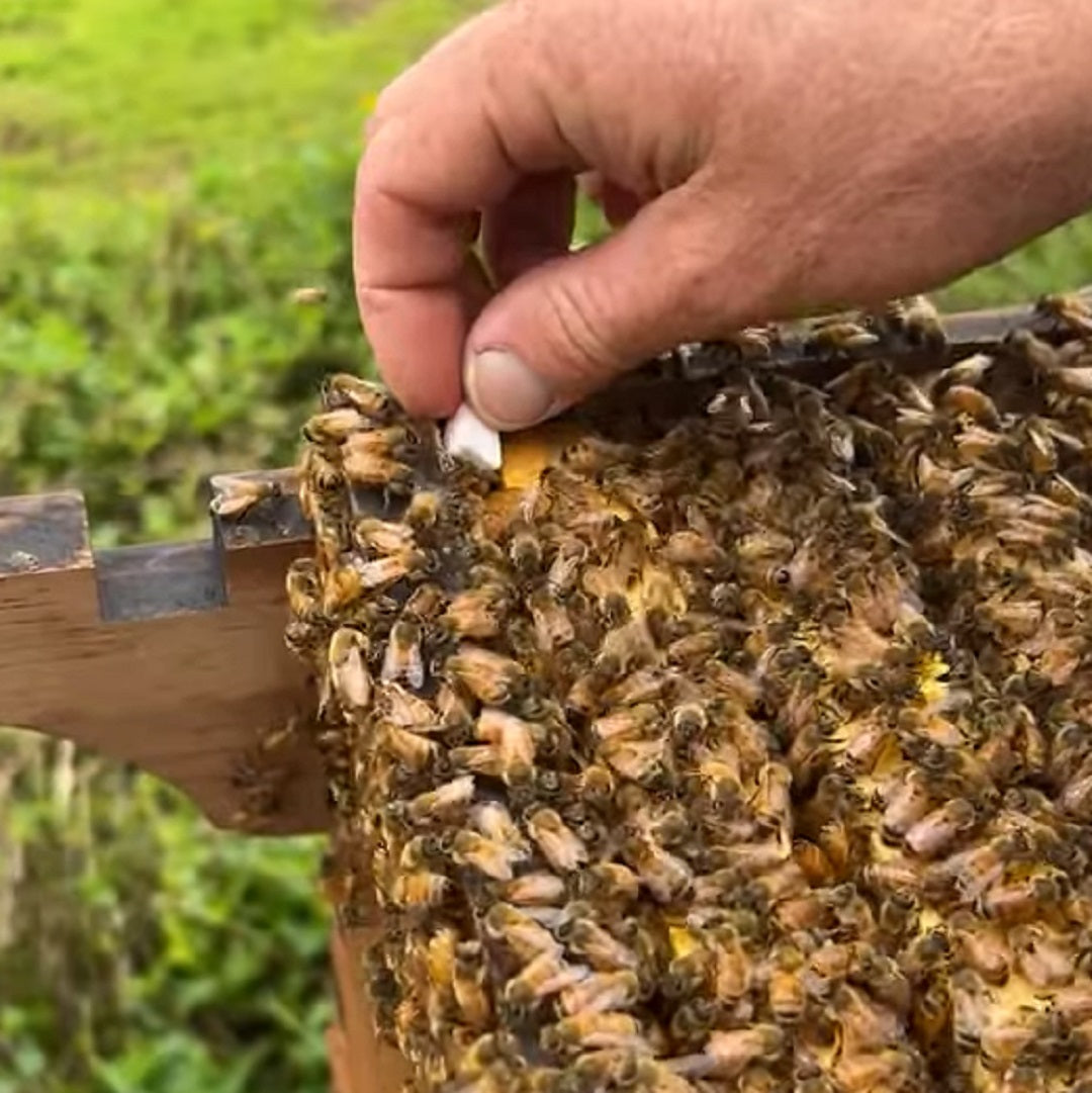 How do I split my hive in spring | Step by step video - Flow Hive CA