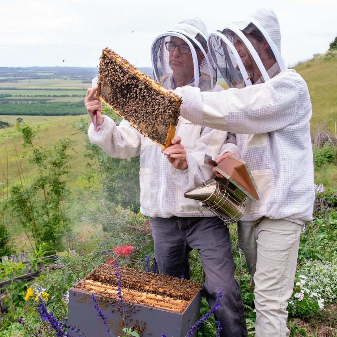 How to Conduct Brood Inspections