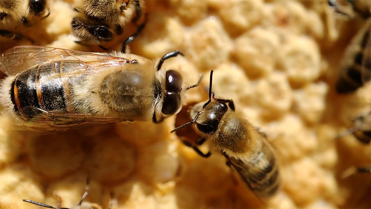 THE SECRET LIFE OF BEES